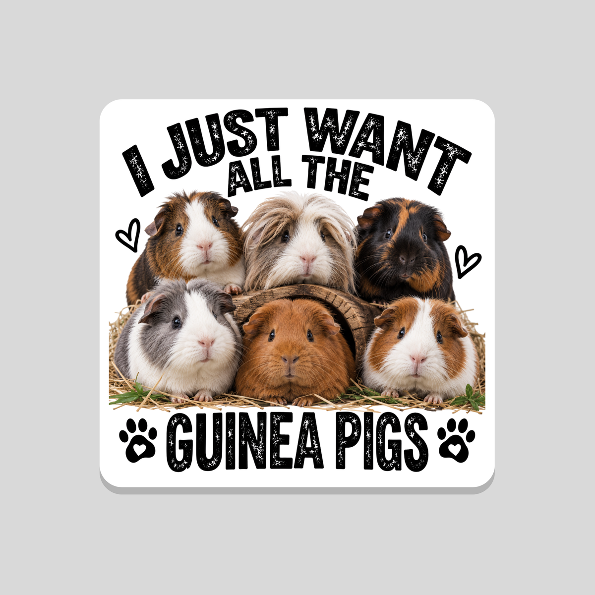 I Just Want All the Guinea Pigs Coaster
